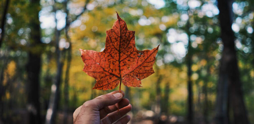 Hand holds maple leaf in a forest