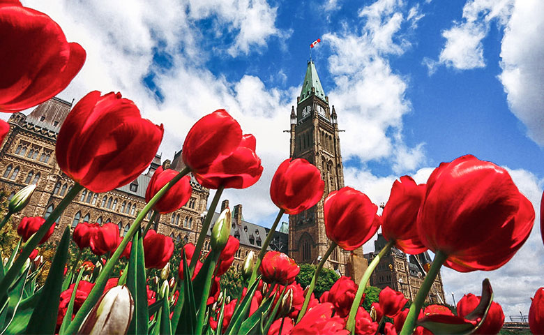 Tulipes canadiennes devant la Colline du Parlement