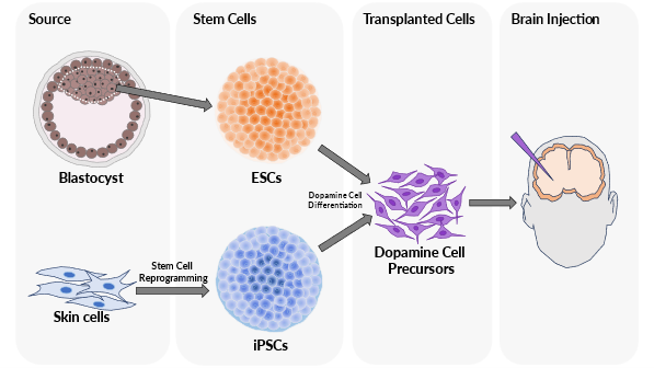 Stem cells diagram